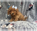 Small #7 Cavapoo