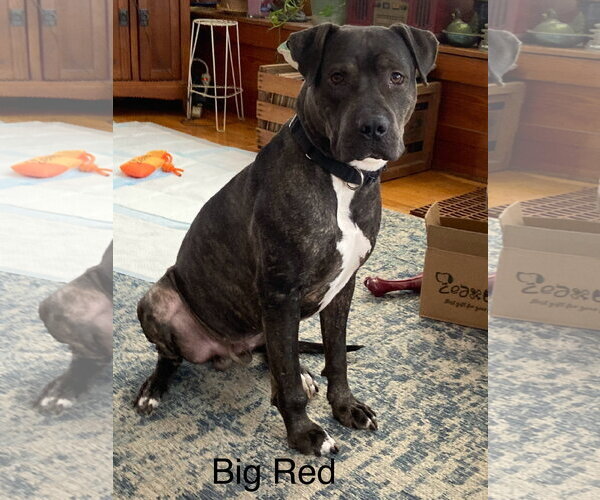 Medium Photo #2 Mutt Puppy For Sale in Topeka, KS, USA