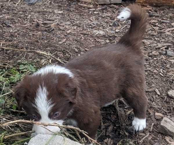 Medium Photo #31 Border Collie Puppy For Sale in HARRISON, ID, USA