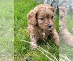 Small Photo #6 Cavapoo Puppy For Sale in GREENVILLE, MO, USA