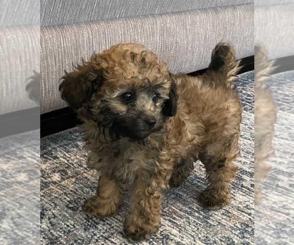 Medium Photo #1 Poodle (Toy) Puppy For Sale in TOPEKA, KS, USA