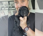 Small #57 Bernedoodle
