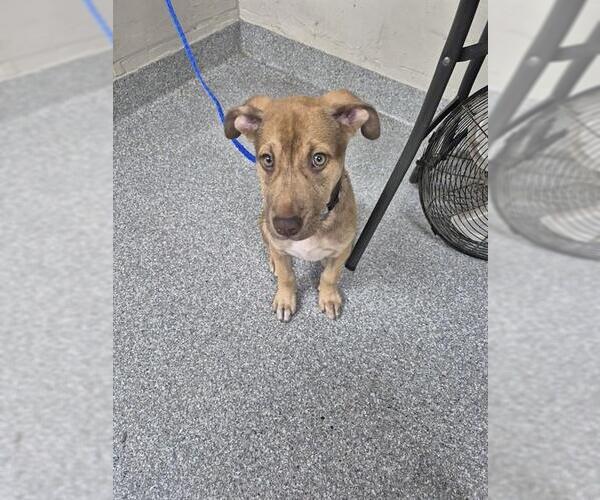 Medium Photo #1 American Pit Bull Terrier-Unknown Mix Puppy For Sale in Pasadena, TX, USA