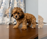Small #2 Shih-Poo