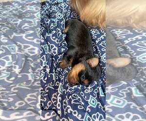 Yorkshire Terrier Puppy for sale in MISSOURI CITY, TX, USA