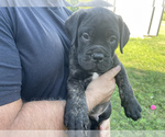 Small Photo #2 Bullmastiff Puppy For Sale in LAPEER, MI, USA