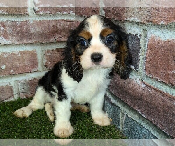 Medium Photo #4 Cavalier King Charles Spaniel Puppy For Sale in MOBERLY, MO, USA