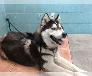 Alaskan Malamute Dogs for adoption in Downey, CA, USA