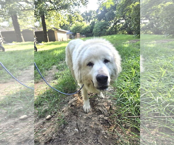 Medium Photo #4 Great Pyrenees Puppy For Sale in Spring, TX, USA