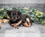 Small #2 Chihuahua