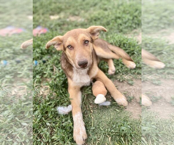 Medium Photo #3 Australian Kelpie-Unknown Mix Puppy For Sale in Newport Beach, CA, USA