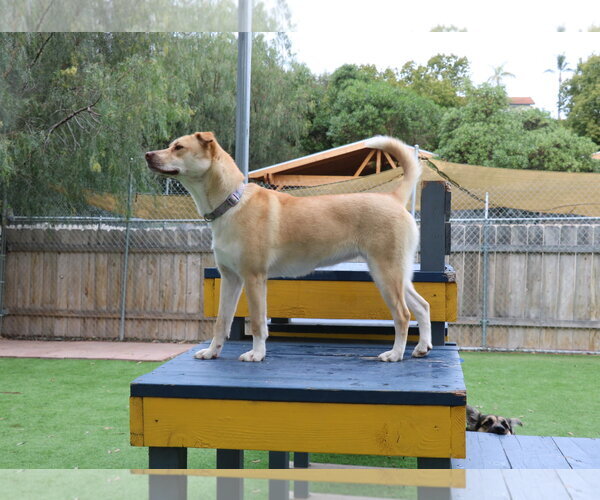 Medium Photo #5 Siberian Husky-Unknown Mix Puppy For Sale in San Diego, CA, USA