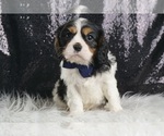 Small #1 Cavalier King Charles Spaniel