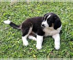 Small #2 Border-Aussie-Great Pyrenees Mix