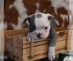 Small #1 French Bulldog