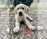 Small Photo #1 Labrador Retriever Puppy For Sale in CLARKSBURG, WV, USA