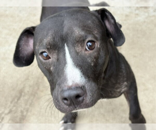 Medium Photo #1 Mutt Puppy For Sale in Tulsa, OK, USA