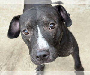 Mutt Dogs for adoption in Tulsa, OK, USA
