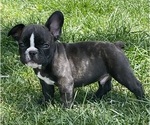 Small Photo #3 French Bulldog Puppy For Sale in SILT, CO, USA