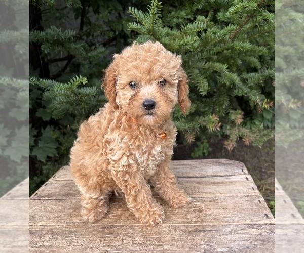 Medium Photo #4 Cockapoo (Miniature) Puppy For Sale in MIDDLEBURY, IN, USA