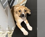 Small #1 Catahoula Leopard Dog-Labrador Retriever Mix