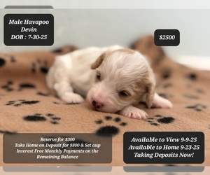 Poovanese Puppy for sale in TUCSON, AZ, USA
