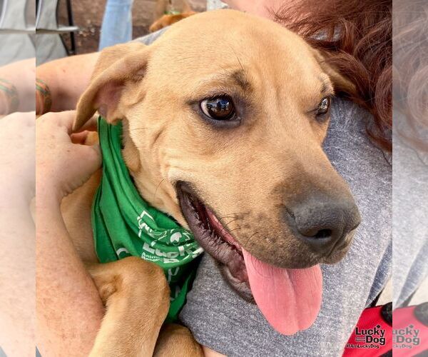 Medium Photo #3 Labrador Retriever-Unknown Mix Puppy For Sale in Washington, DC, USA
