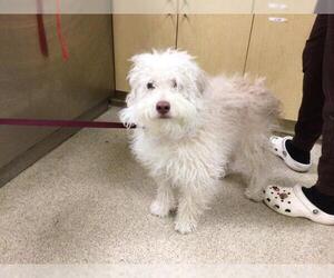 Maltese-Poodle (Toy) Mix Dogs for adoption in Riverside, CA, USA