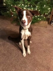Border Collie Puppy for sale in DUFUR, OR, USA