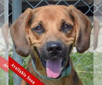 Small American Foxhound-Coonhound Mix