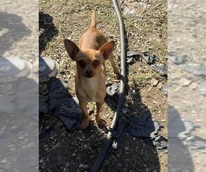 Chihuahua-Unknown Mix Dogs for adoption in San Antonio, TX, USA