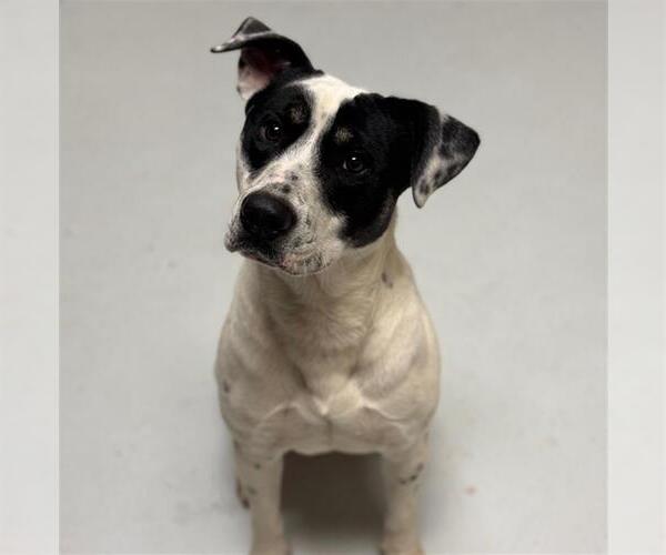 Medium Photo #1 Mutt Puppy For Sale in Conroe, TX, USA