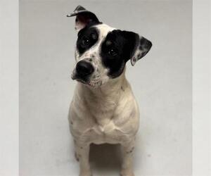 Mutt Dogs for adoption in Conroe, TX, USA