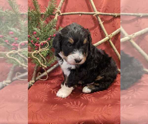 Medium Photo #4 Bernedoodle Puppy For Sale in ELKTON, VA, USA