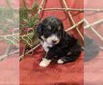 Small Photo #4 Bernedoodle Puppy For Sale in ELKTON, VA, USA