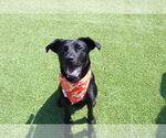 Small #6 Labrador Retriever Mix