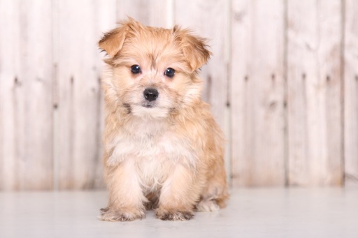Medium Photo #1 Havashire Puppy For Sale in MOUNT VERNON, OH, USA