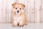 Small Photo #1 Havashire Puppy For Sale in MOUNT VERNON, OH, USA