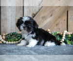 Small #1 Shih Tzu