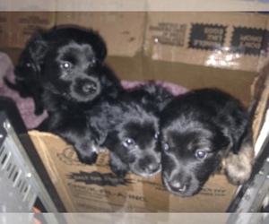 Labrottie Dogs for adoption in PARKTON, NC, USA