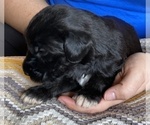 Small Photo #6 Goldendoodle Puppy For Sale in DANIELSVILLE, GA, USA