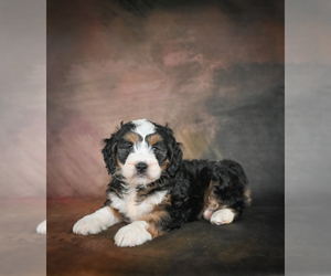 Bernedoodle Puppy for sale in RALEIGH, NC, USA