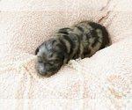 Small Goldendoodle