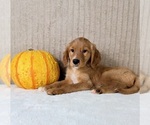 Draco - Male Golden Retriever Puppy for Sale - Photo #3