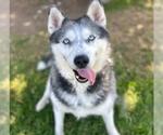 Small #1 Siberian Husky