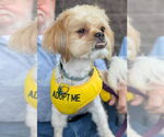 Small #2 Shih Tzu Mix