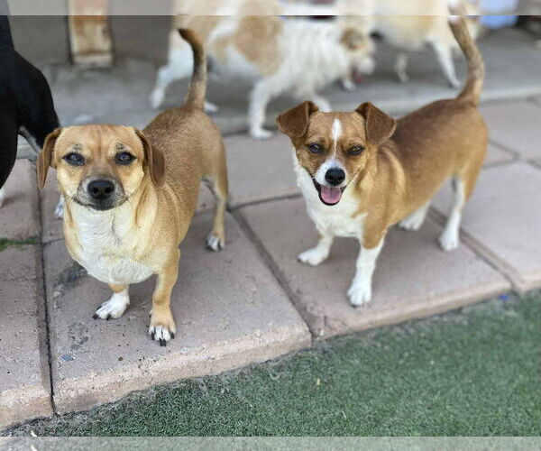 Medium Photo #6 Chihuahua-Unknown Mix Puppy For Sale in La Verne, CA, USA