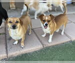 Small #5 Chihuahua Mix