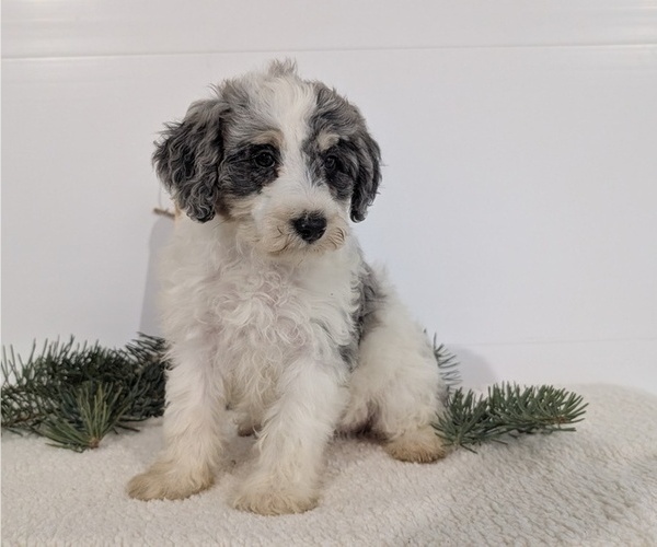 Medium Photo #55 Schnoodle (Miniature) Puppy For Sale in GOSHEN, IN, USA