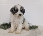 Small Photo #55 Schnoodle (Miniature) Puppy For Sale in GOSHEN, IN, USA